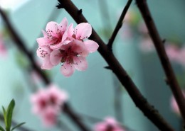 粉色的桃花图片(16张)