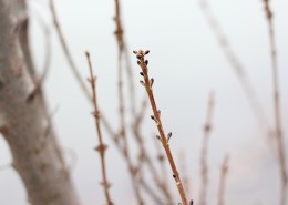 干枯的枝條圖片(11張)