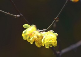 黃色臘梅花圖片(11張)