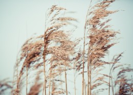 漂亮柔韧的芦苇图片(12张)