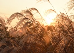 漂亮柔韧的芦苇图片(11张)