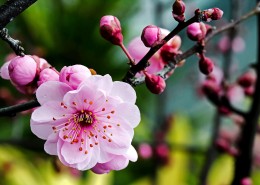 傲雪凌霜有气节的梅花图片(20张)