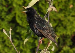 藍色羽毛的歐椋鳥圖片(19張)