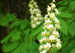 七葉樹(shù)花圖片(9張)