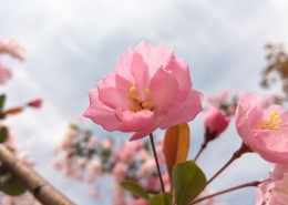 粉色的桃花图片(11张)