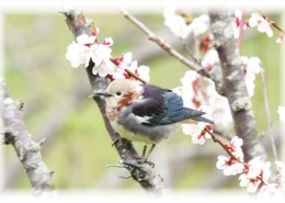 紫背椋鳥(11張)