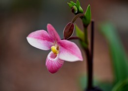 兜蘭花圖片(9張)