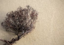 沙滩上死掉的干植物图片(12张)