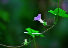 牵牛花图片(6张)