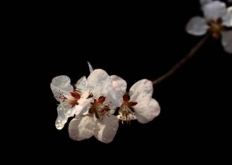 山桃花圖片(22張)