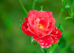 雨中月季花图片(14张)