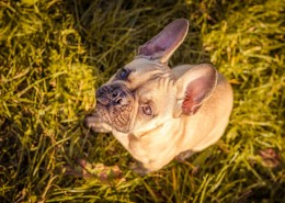 丑萌的斗牛犬圖片(10張)