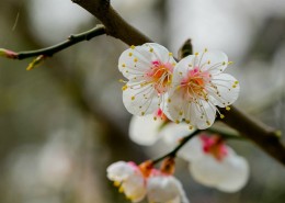 白色梅花图片(9张)