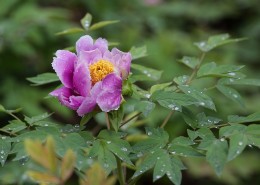 牡丹花图片(22张)