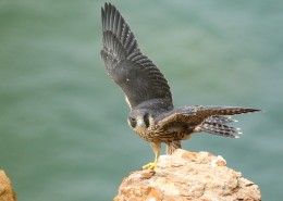 游隼鳥類圖片(10張)