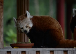 调皮可爱的小熊猫图片(14张)