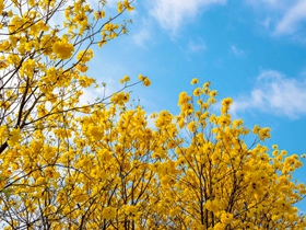 黄花风铃木花图片