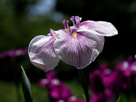 菖蒲圖片