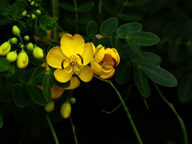 決明子花圖片