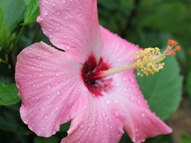 雨后的朱瑾花圖片