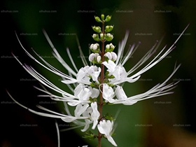 云南蘿芙木圖片