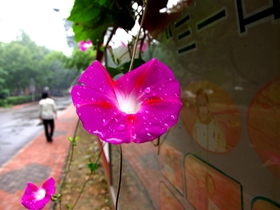 雨后的喇叭花