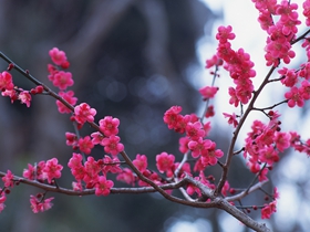 梅花的图片