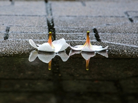 暴雨后的鸡蛋花