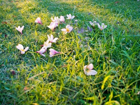 鸡蛋花也争艳