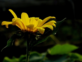 黄色菊芋图片