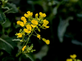 平凡不失清新的油菜花