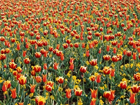 郁金香花田图片