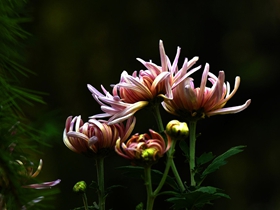 菊花一年中最后的彩色