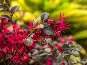 紅花檵木賞析圖