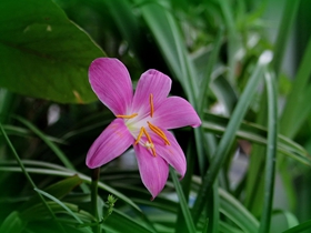 紫紅色韭菜蘭圖片