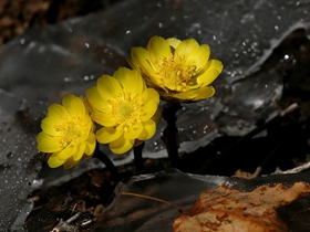 又見冰凌花