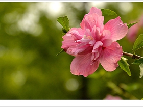 木槿花开畏日长