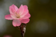 娇艳海棠花图片-16张