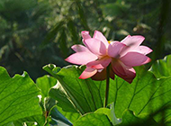 夏日池塘里的莲花高清图片