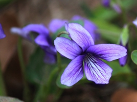 春花争艳紫色地丁花