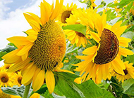 向日葵花夏天清新田园风光图片