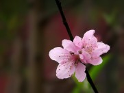 单瓣桃花图片-11张