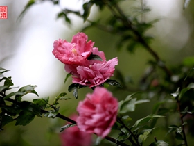 秋雨雨后木槿花