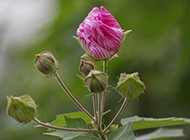 木芙蓉花图片娇媚含苞