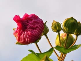 草本木槿花