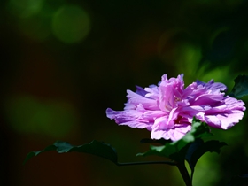 小区的木槿花