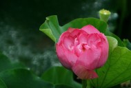 雨中荷花图片-10张