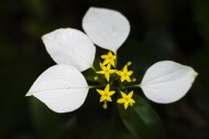 白紙扇花圖片-9張