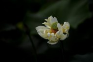 浅黄色荷花图片-15张