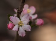 海棠花图片-10张